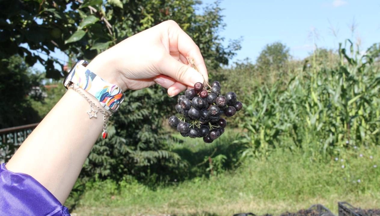 aronya hasadi basladi tarlada kilosu 100 tl VEbB1Pff