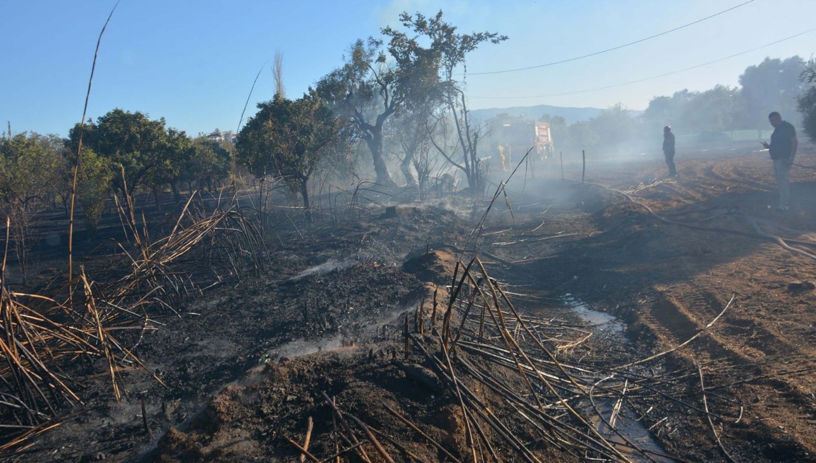 aydinda yangin zeytin agaclarini kul etti CXm7F3z7