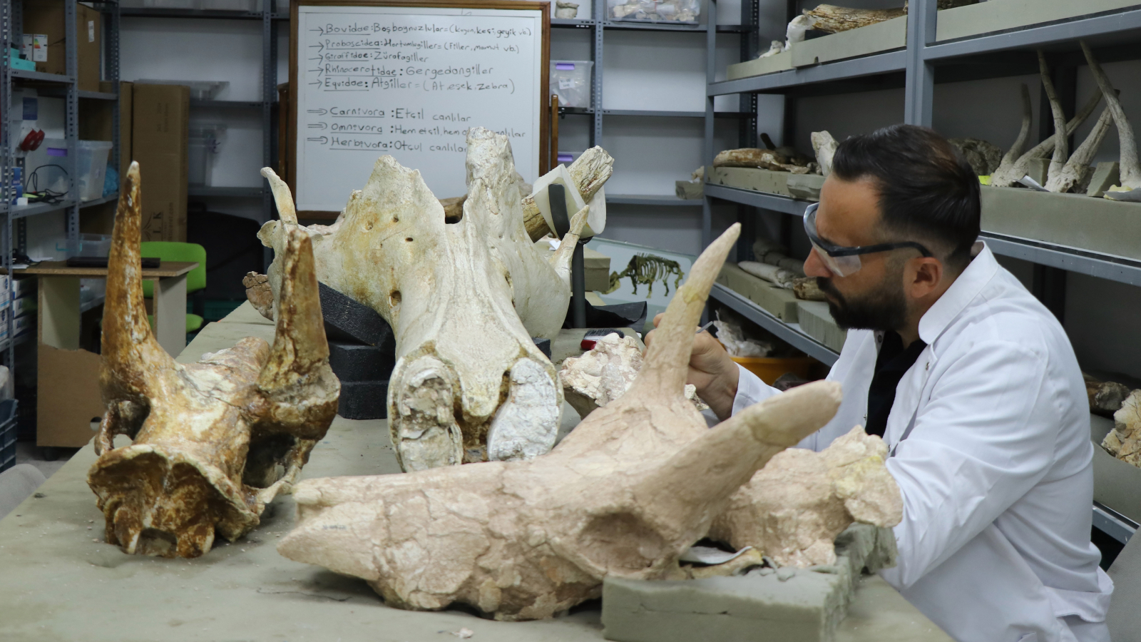 kayseride tarihi kesif 77 milyon yillik 3 fil kafatasi bulundu 94OmgrzH