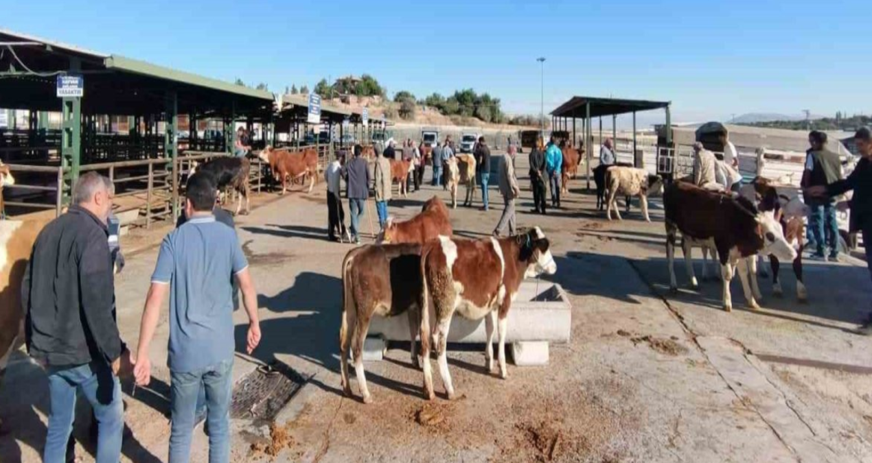 malatyada sap nedeniyle kapatilan hayvan pazari acildi ClOX6ezq