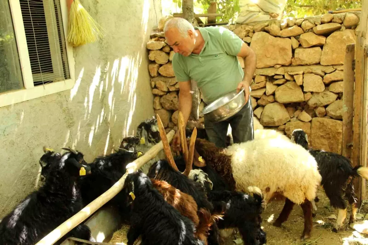 eski hukumlu tahir keskin is kur destegiyle 200 keci surusune ulasti 9ubv8nx4.jpg