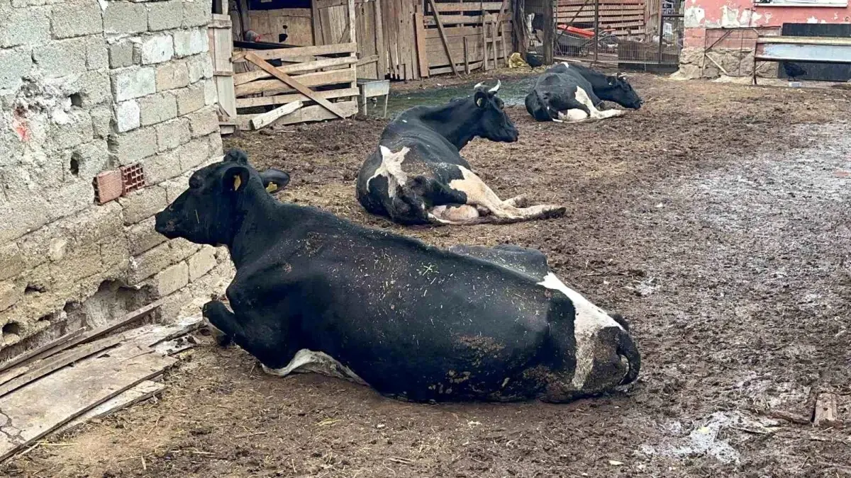 sap hastaligi ciftciyi vurdu yRYSRYcP.jpg