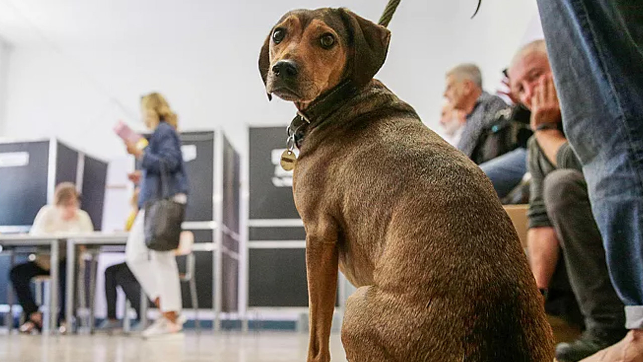 Avrupa Birliği’nde Hayvan Refahını Artıran Yeni Düzenlemeler