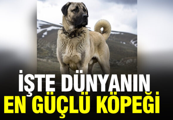sivas-kangali-zirvede-AAW2V6Dk
